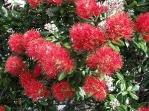 DSCF3040 Pohutukawa DSCF3040 Pohutukawa